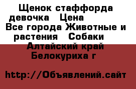 Щенок стаффорда девочка › Цена ­ 20 000 - Все города Животные и растения » Собаки   . Алтайский край,Белокуриха г.
